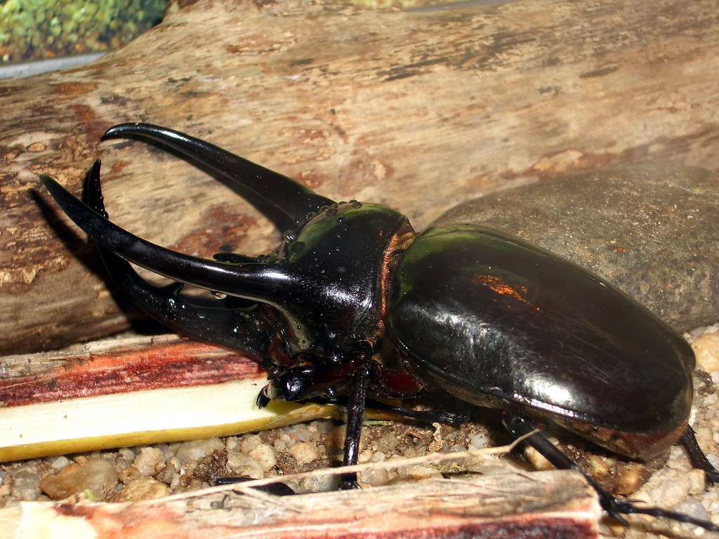 Aries: The Fierce Stag Beetle (image credits: flickr)