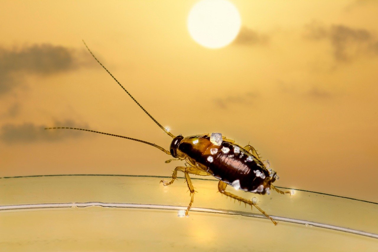 Taurus: The Resilient Cockroach (image credits: pixabay)