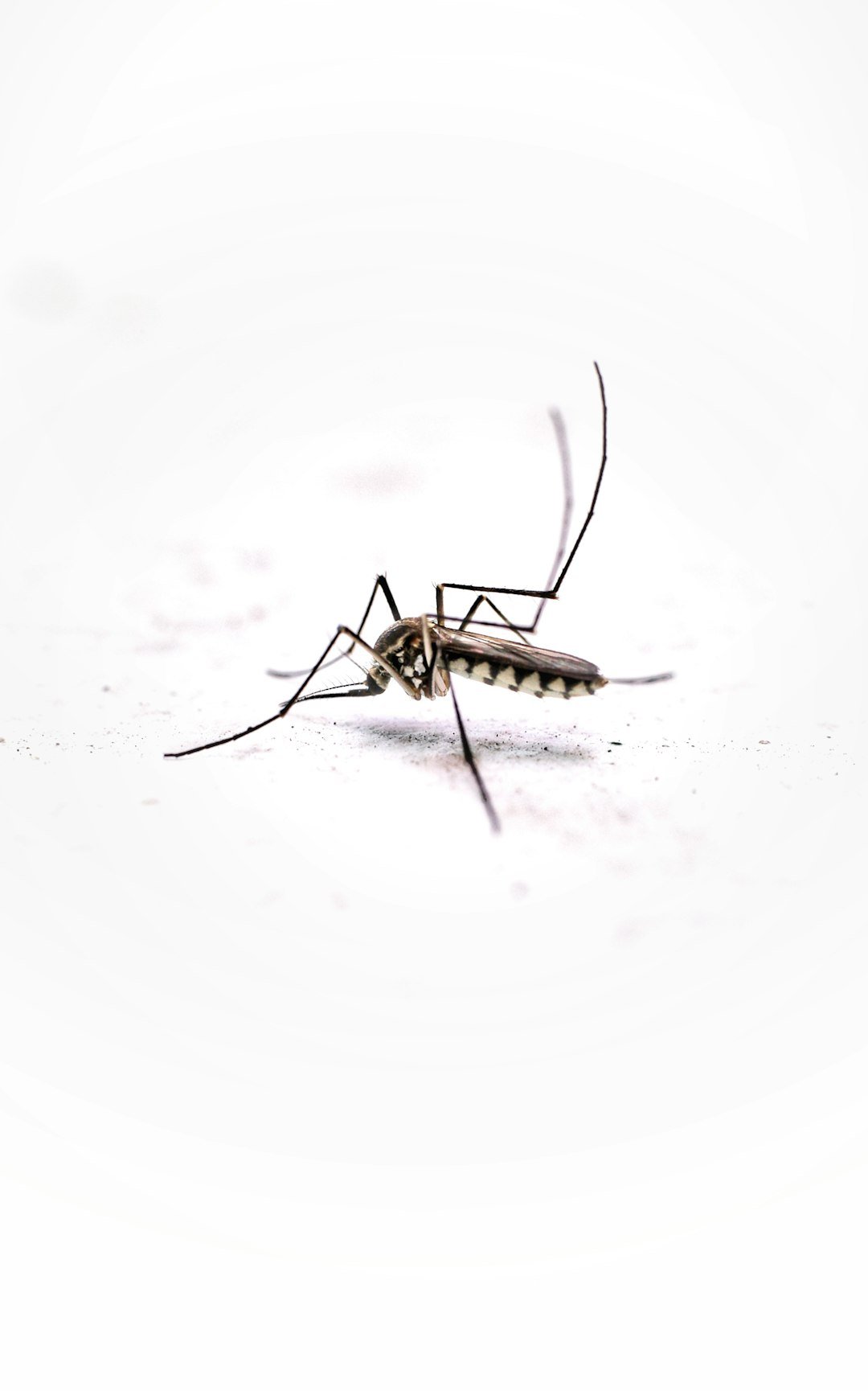 Gemini: The Social Mosquito (image credits: unsplash)