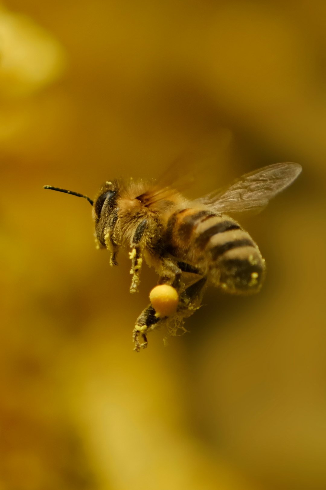 Virgo: The Hardworking Bee (image credits: unsplash)