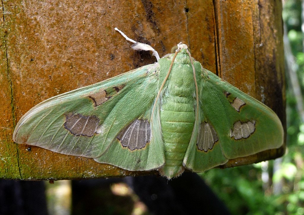 Scorpio: The Transformative Moth (image credits: flickr)
