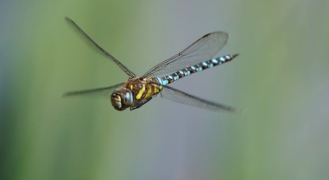Sagittarius: The Agile Dragonfly (image credits: unsplash)