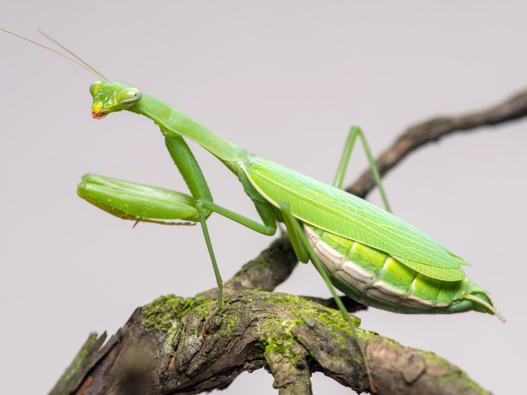 Capricorn: The Patient Praying Mantis (image credits: unsplash)