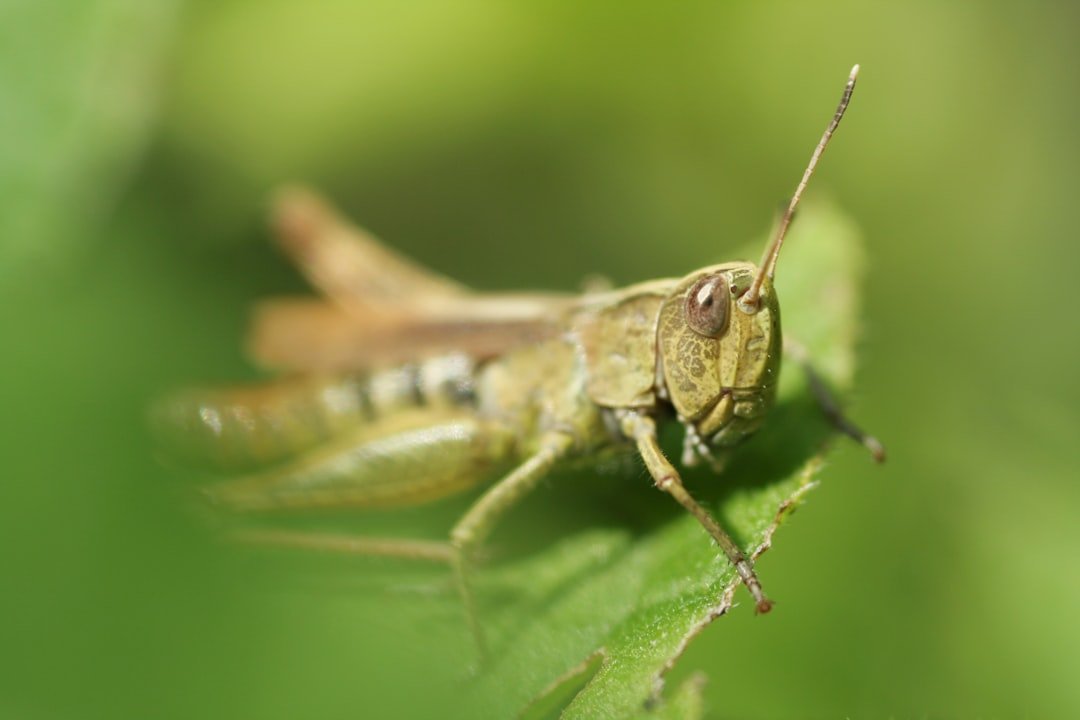 Pisces: The Wise Grasshopper (image credits: unsplash)