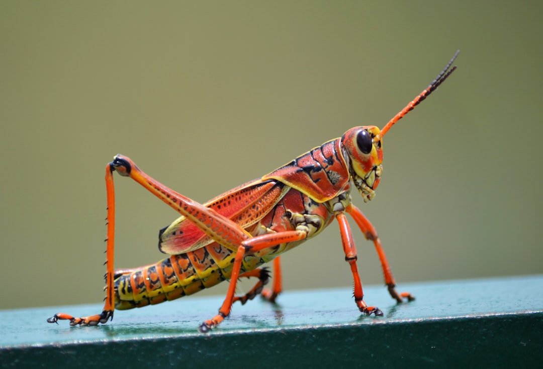 Which Insect Symbolizes Each Zodiac Sign’s Energy?