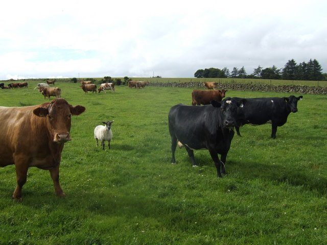 From Barn Yards to Backyards: Practical Takeaways (image credits: wikimedia)
