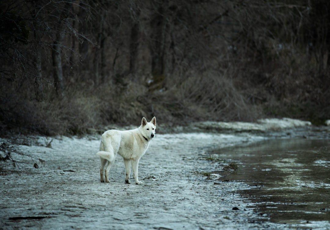 From Predators to Plants: The Trophic Cascade (image credits: unsplash)