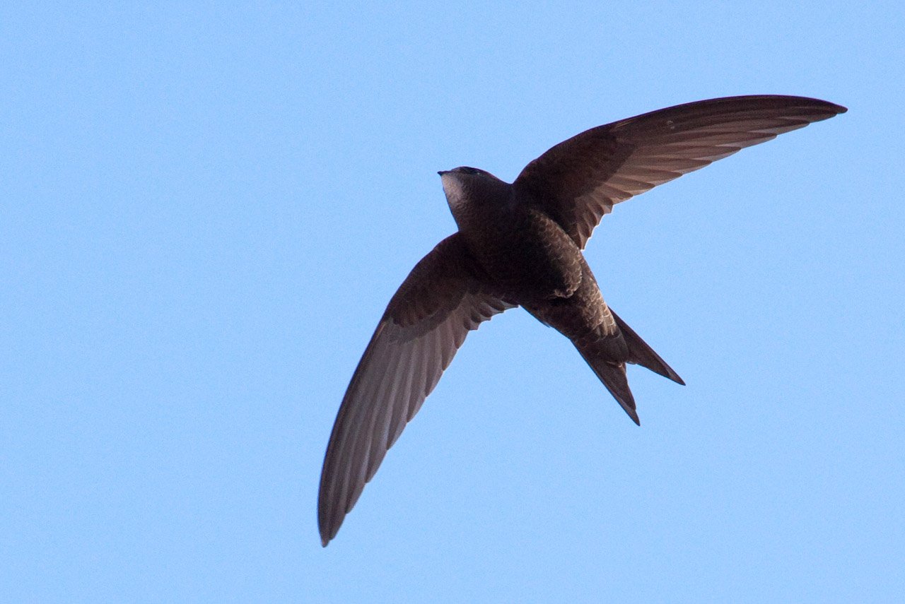 Common Swift: The Relentless Drifter (image credits: wikimedia)