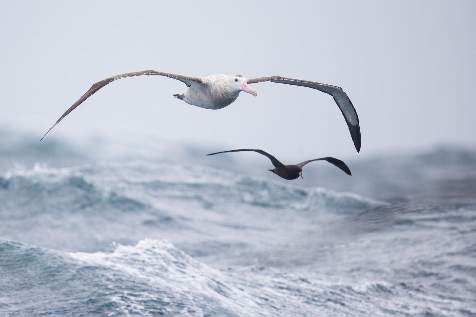 Wandering Albatross: Ocean Nomadry in Slow Motion (image credits: wikimedia)