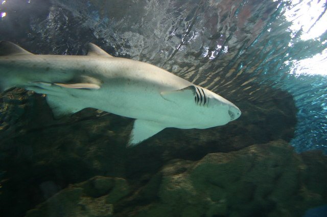 Tiger Shark: The Tropical Opportunist (image credits: wikimedia)
