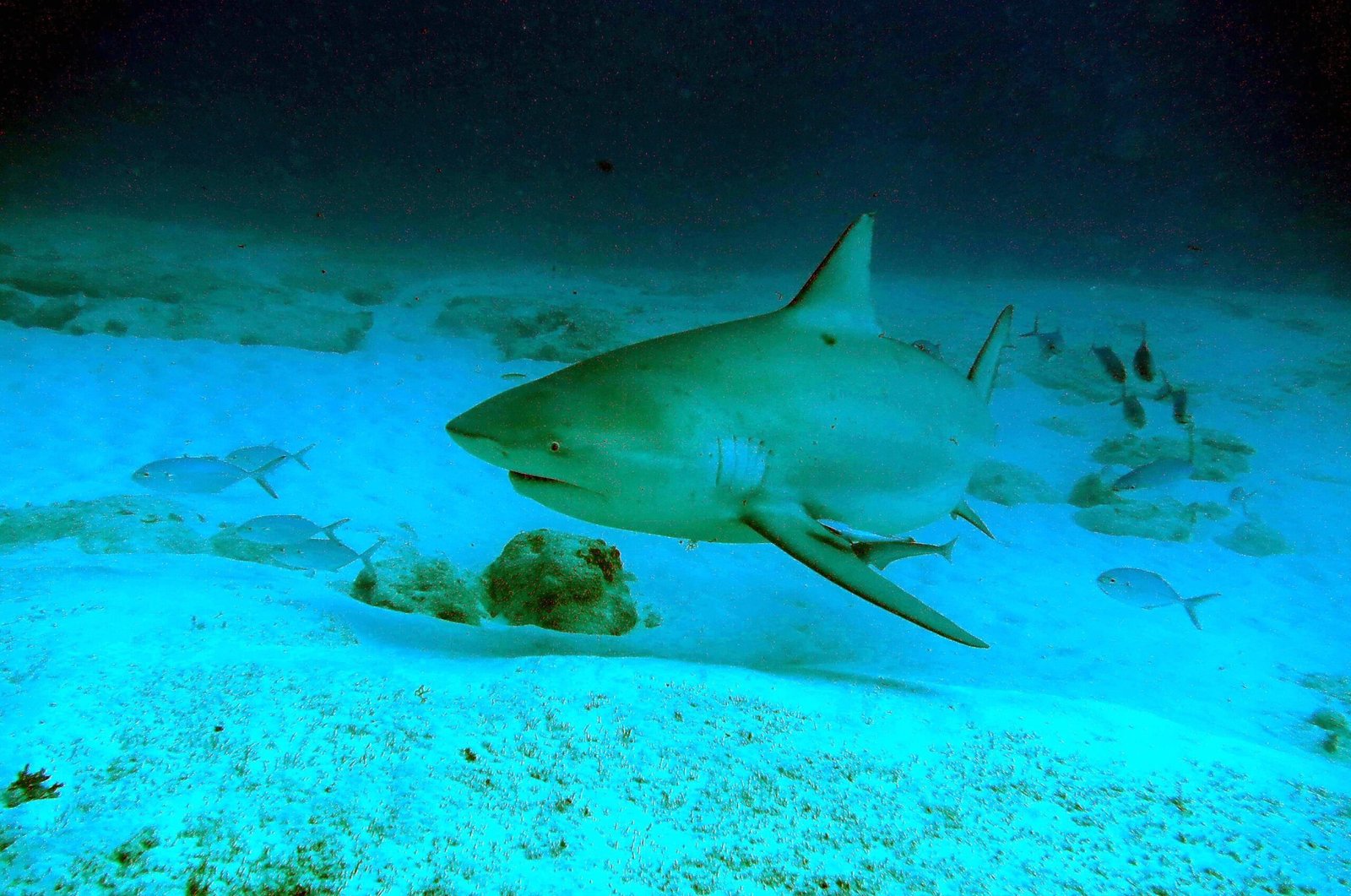 Bull Shark: The River Runner (image credits: wikimedia)