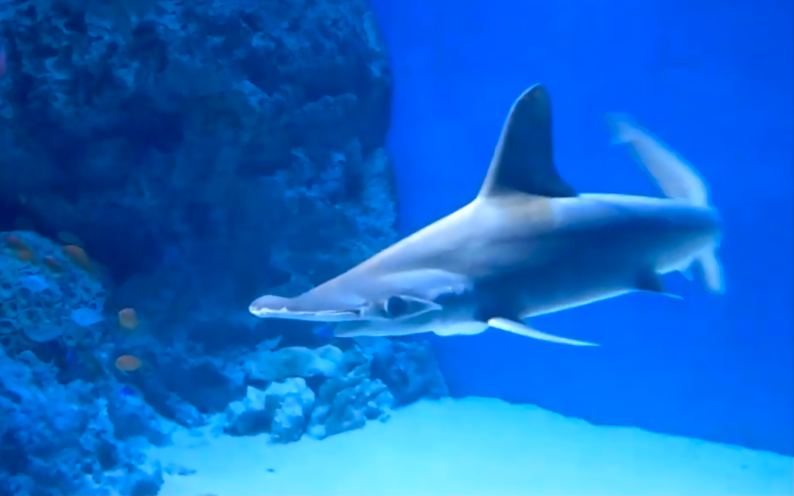 Scalloped Hammerhead: The Sky-Silhouette Schooler (image credits: wikimedia)