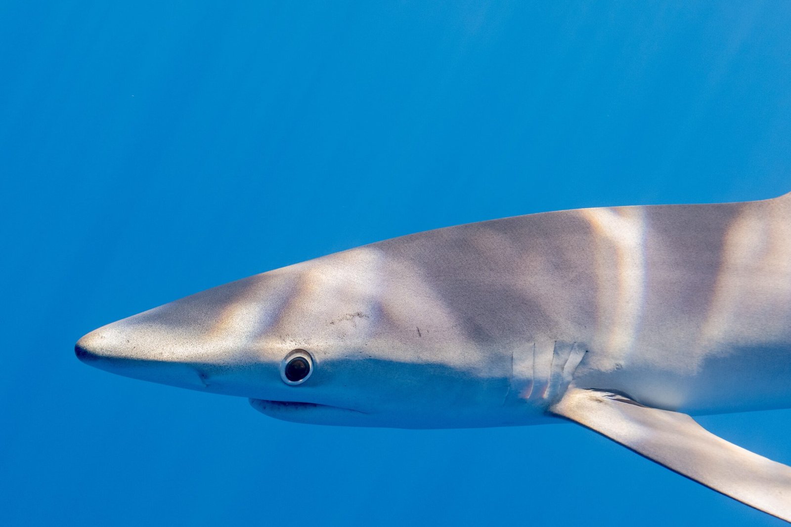 Blue Shark: The Pelagic Everyman (image credits: wikimedia)