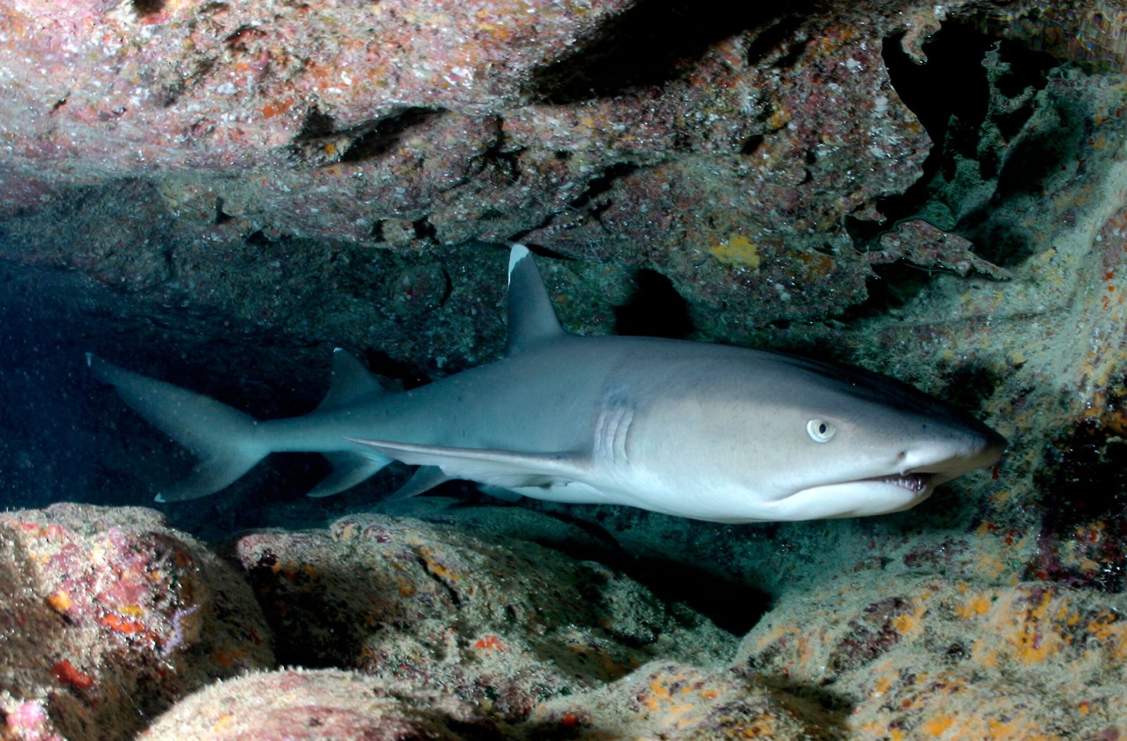 Sandbar Shark: The Slow-Rebuilding Local (image credits: wikimedia)