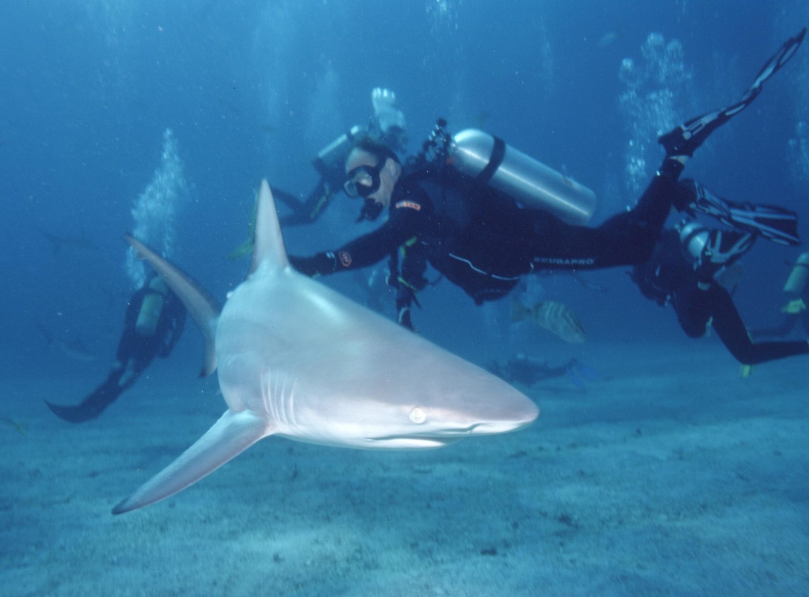 Blacktip Shark: The Surf-Line Sprinter (image credits: wikimedia)
