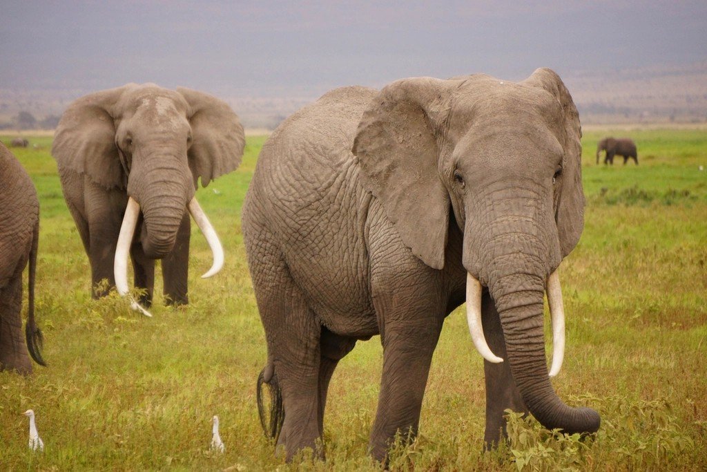 Baby Boomers: The Elephant Analogy (image credits: rawpixel)