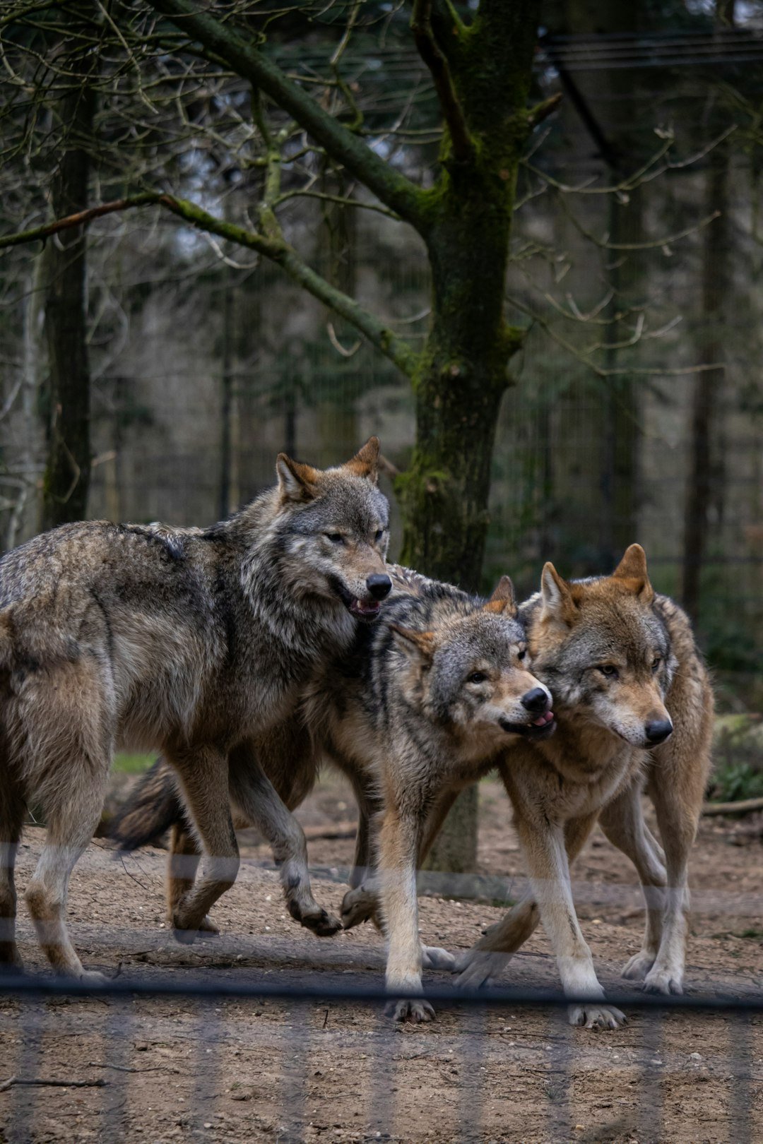 Millennials: The Wolf Analogy (image credits: unsplash)