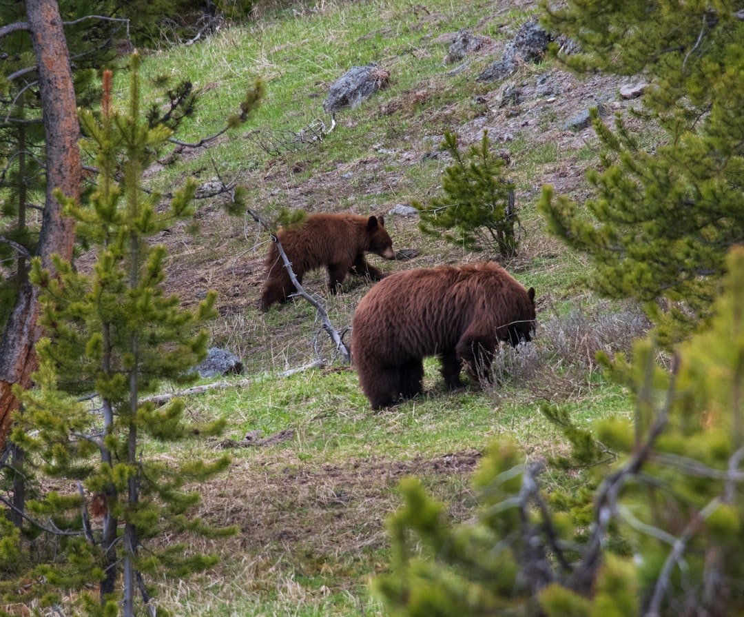 How Bears Learn: Mothers, Mistakes, and Memory (image credits: unsplash)