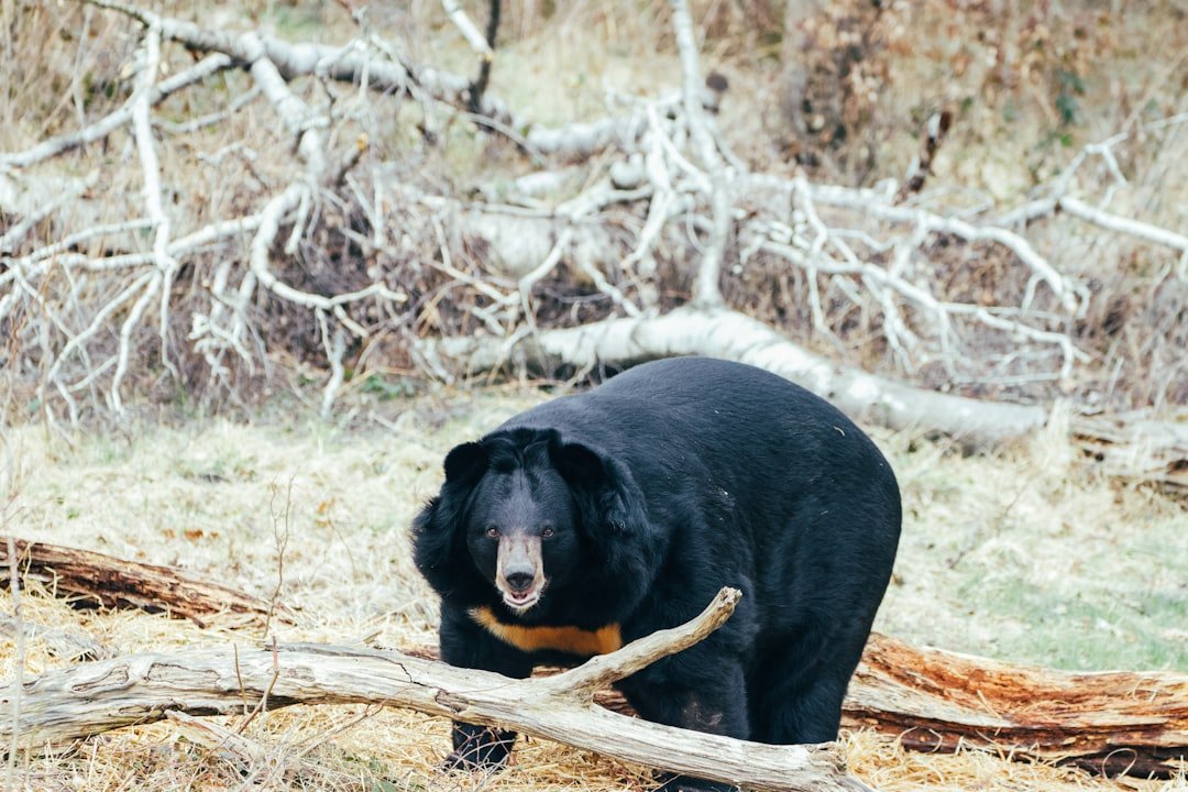 The Smokies in Motion: What GPS Collars Reveal (image credits: unsplash)