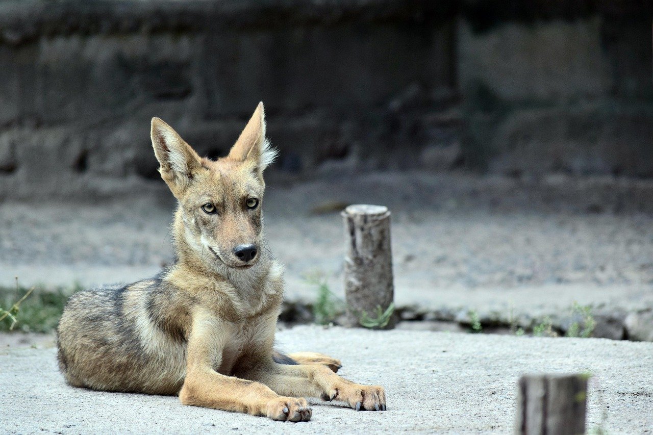The Unexpected Urban Invasion (image credits: pixabay)