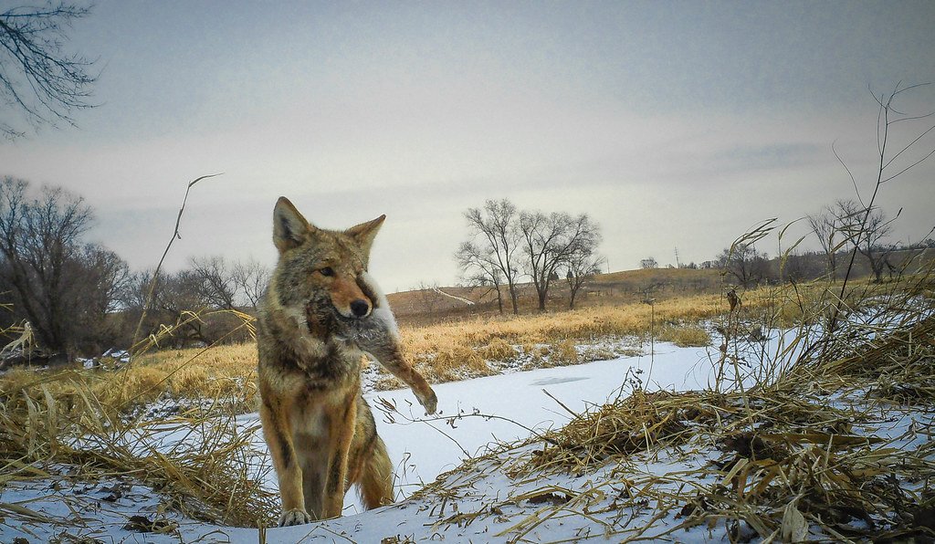 The Urban Menu: What Chicago Coyotes Really Eat (image credits: flickr)