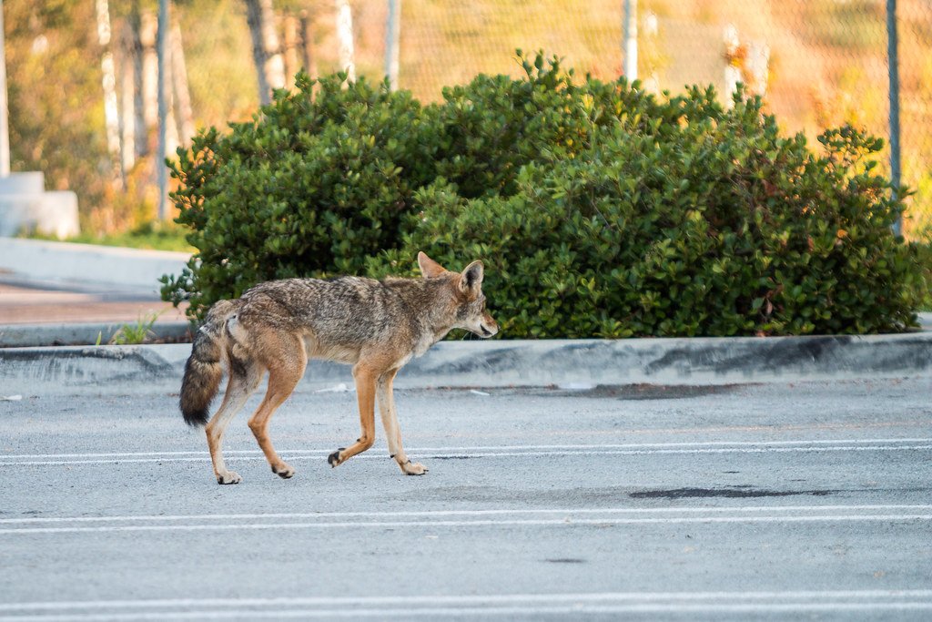 Pack Dynamics in the Concrete Jungle (image credits: flickr)