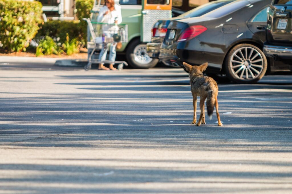 The Human Connection: Why Dense Populations Help Coyotes