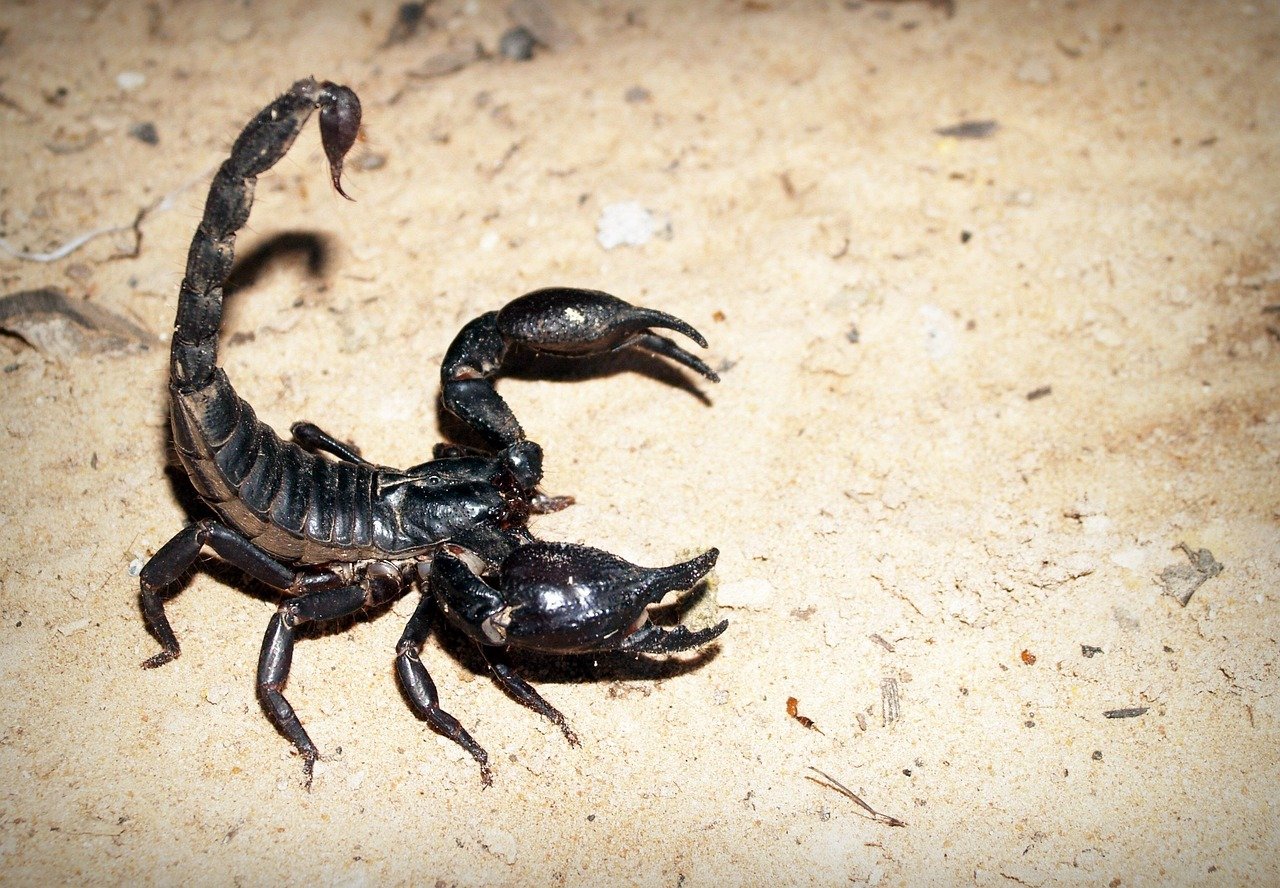 The Scorpion - Mastering Self-Defense and Survival (image credits: pixabay)