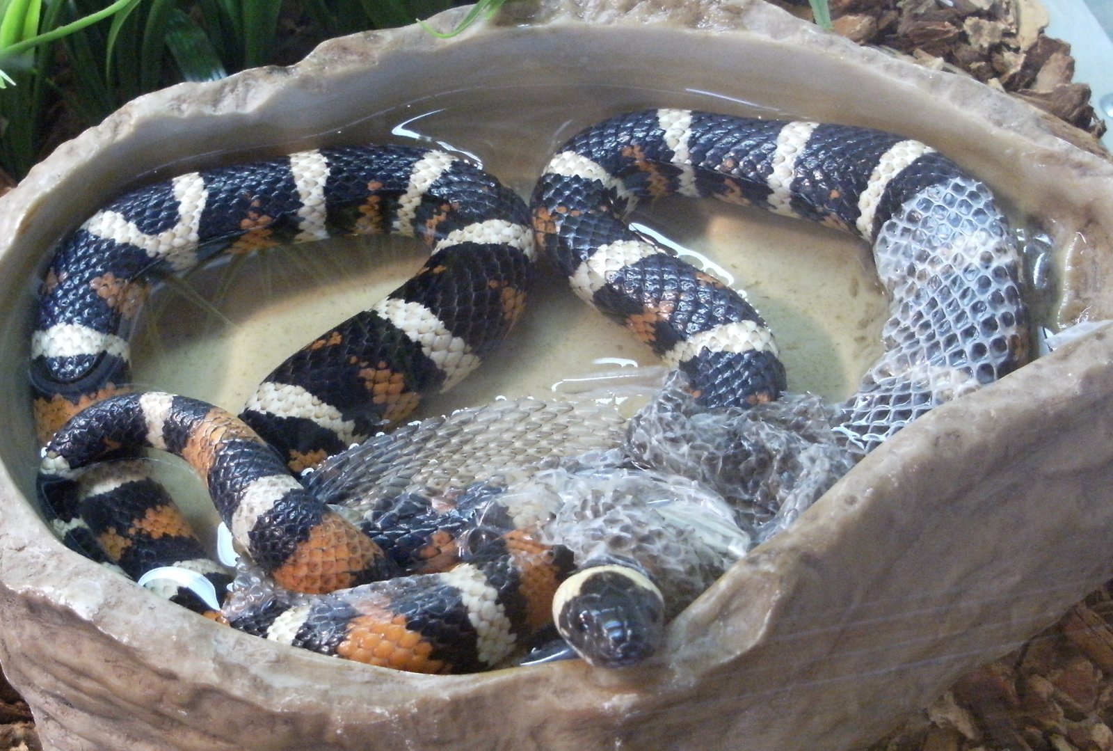 The Snake - Embracing Continuous Evolution (image credits: wikimedia)