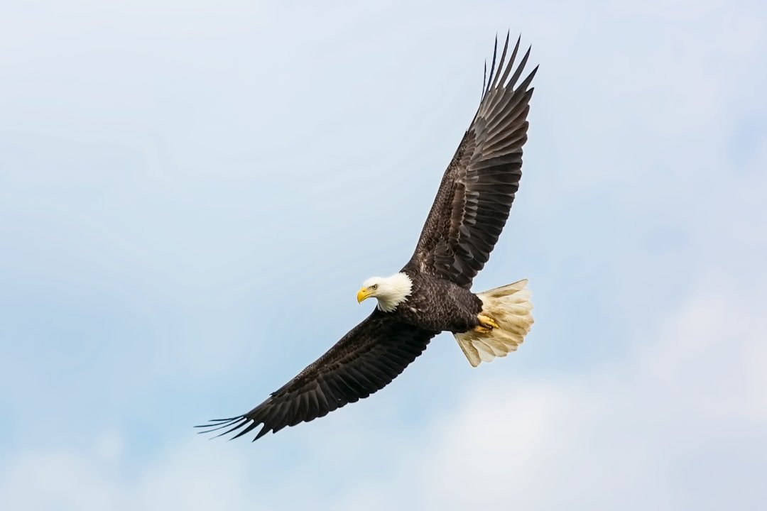 The Eagle - Gaining Higher Perspective (image credits: unsplash)