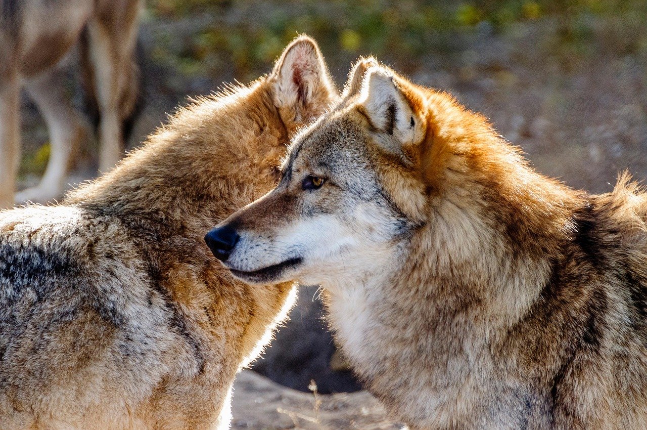 The Wolf - Building Powerful Bonds (image credits: pixabay)