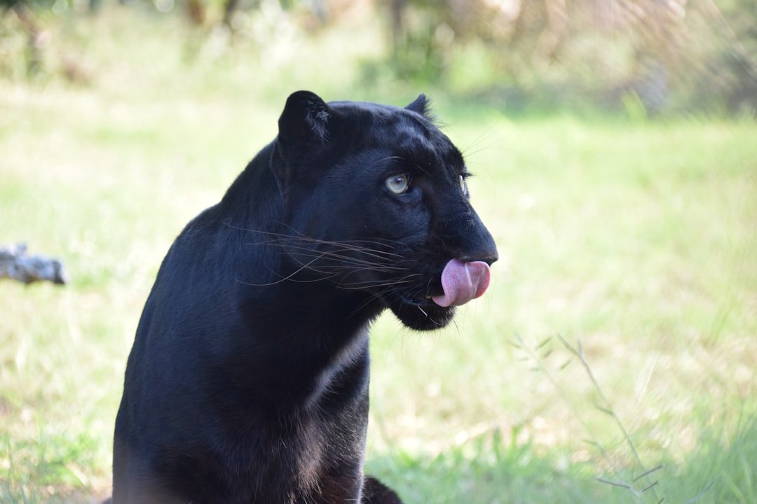 The Panther - Moving Through Darkness with Grace (image credits: unsplash)