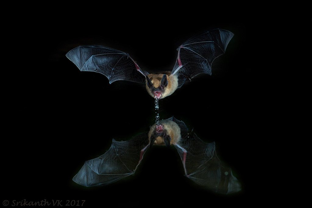 The Bat - Mastering Intuitive Navigation (image credits: flickr)