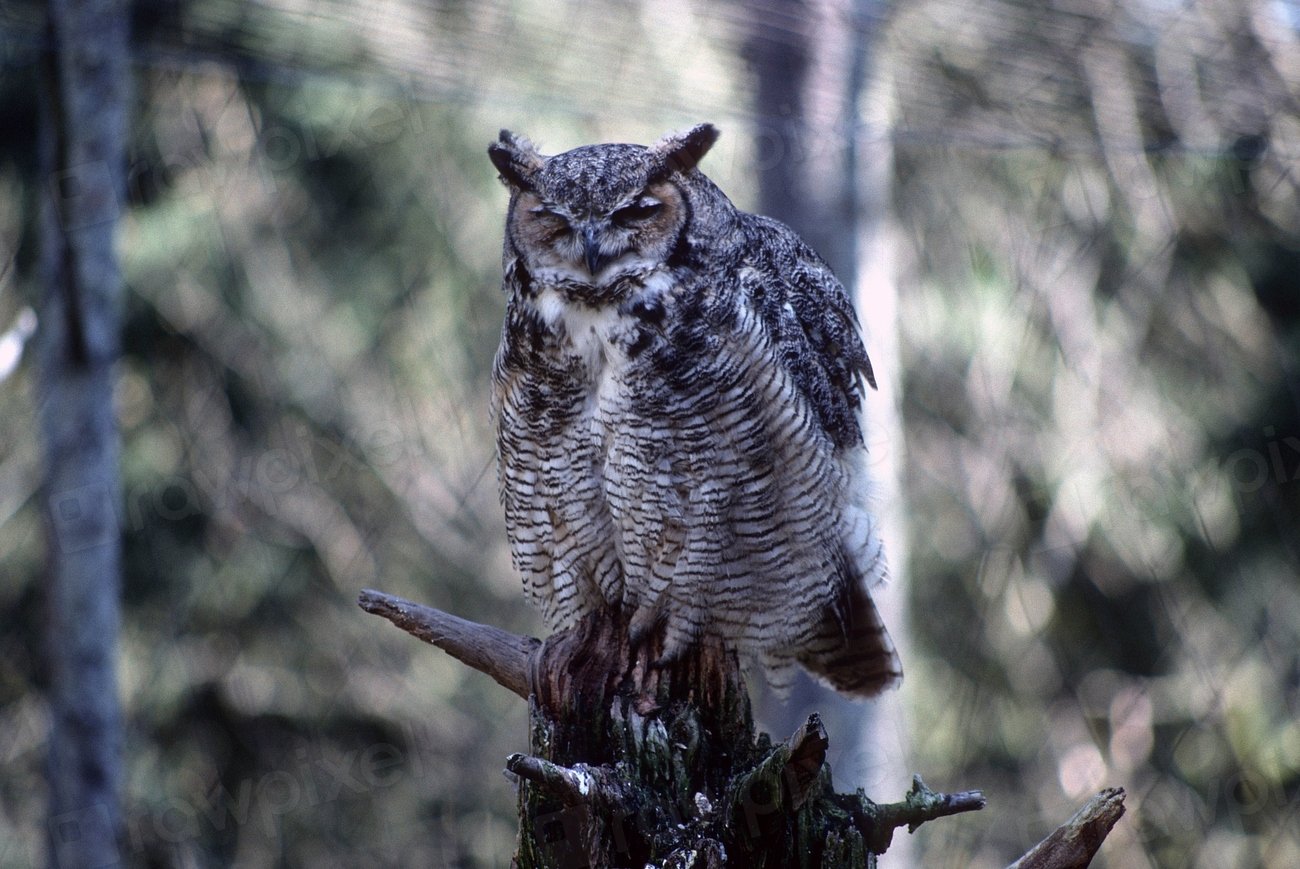 The Owl - Keeper of Hidden Wisdom (image credits: rawpixel)