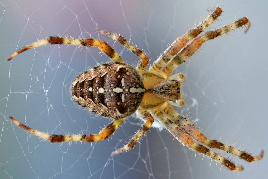 The Spider - Weaving Your Own Destiny (image credits: rawpixel)