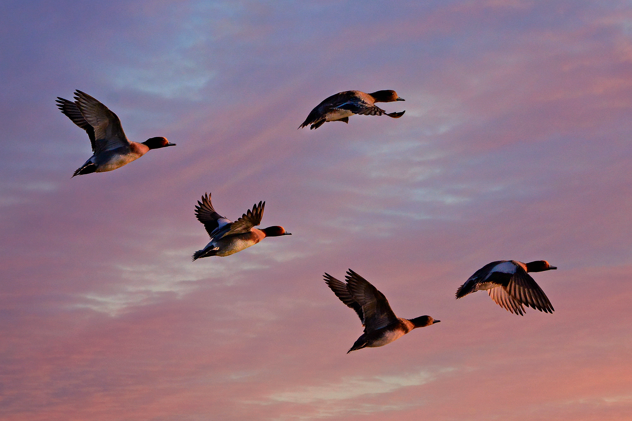 Deep Learning Tackles Soaring Birds (image credits: pixabay)