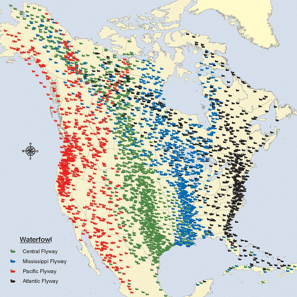 Real-Time Migration Tracking Across the Atlantic Flyway (image credits: flickr)