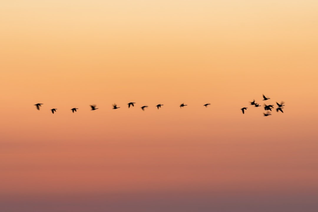 Breaking Records and Making History (image credits: unsplash)