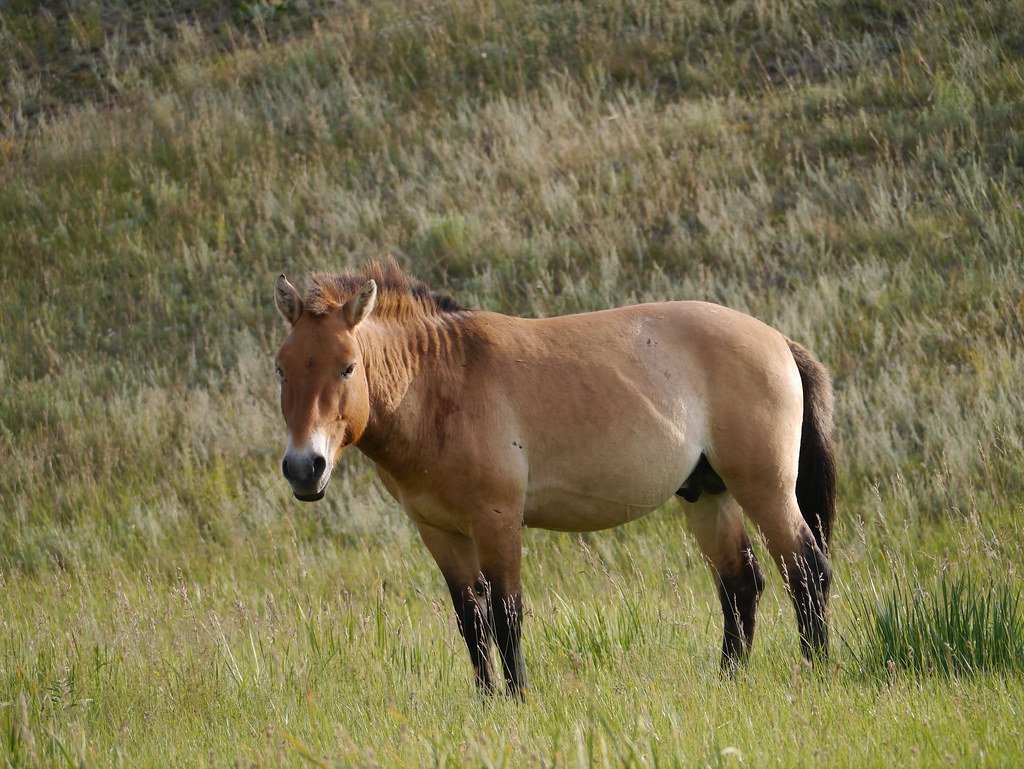 The Desert's Ultimate Nomad: Wild Horses of Mongolia (image credits: flickr)