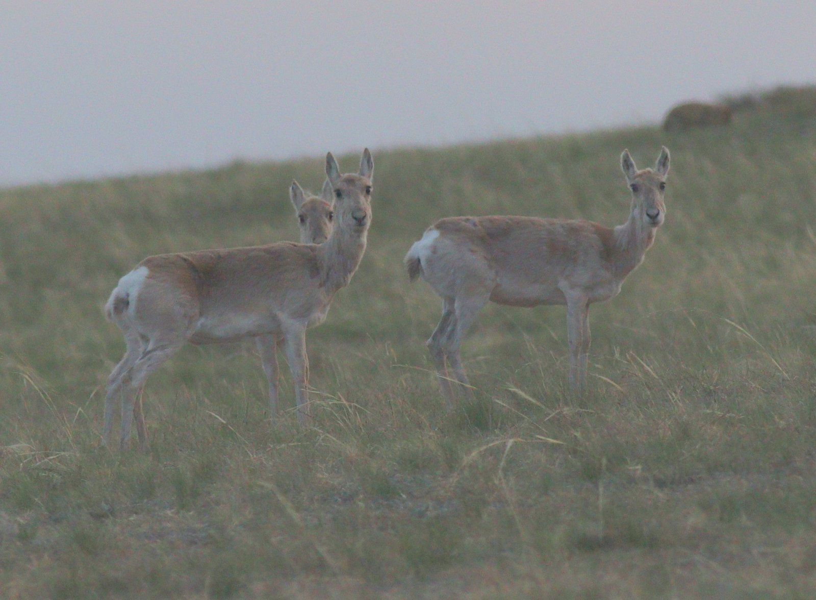 Mongolian Gazelles: The Speed Demons of Freedom (image credits: By Jan Ebr & Ivana Ebrová, CC BY 4.0, https://commons.wikimedia.org/w/index.php?curid=149978286)
