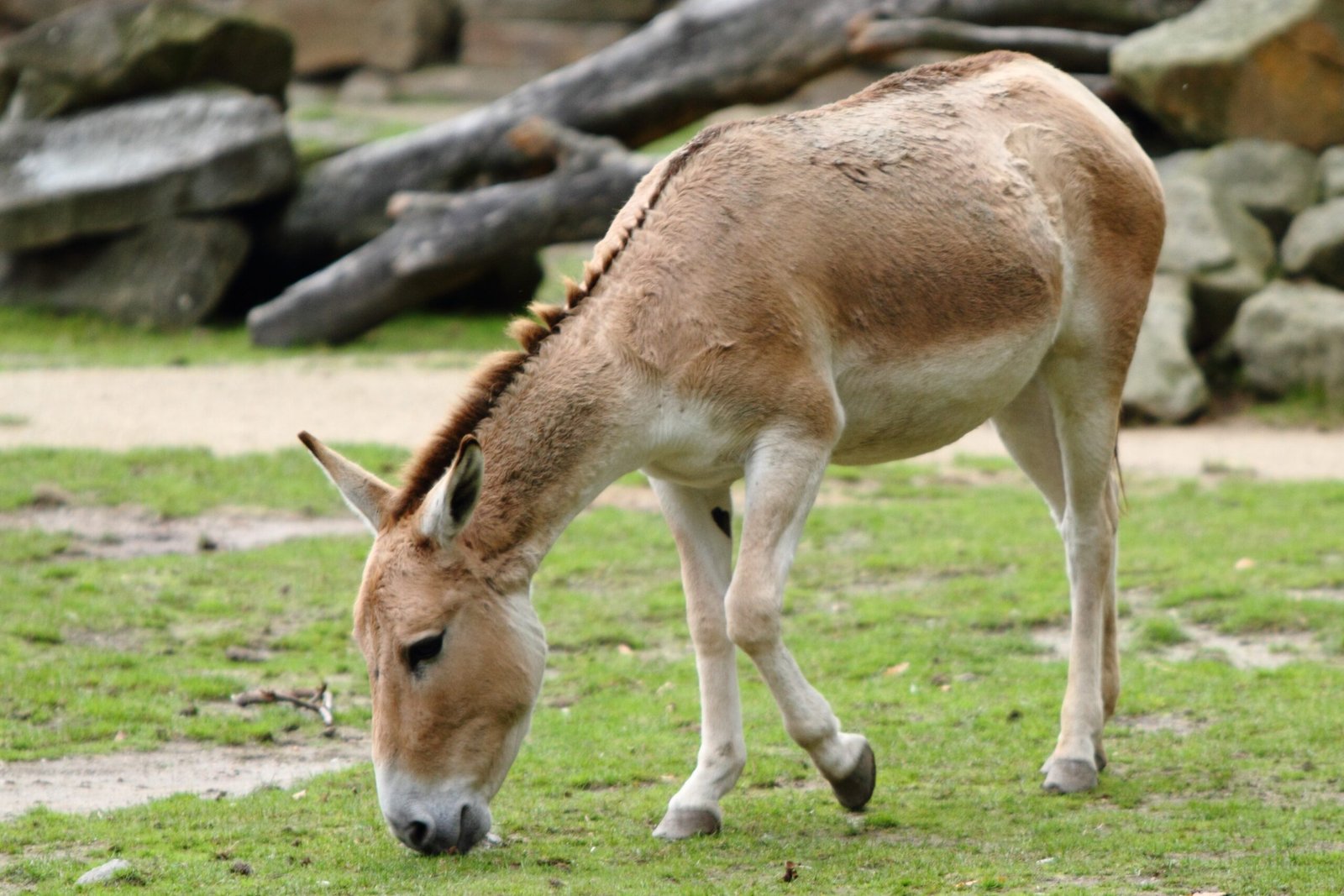 Wild Asses: The Independent Wanderers (image credits: wikimedia)