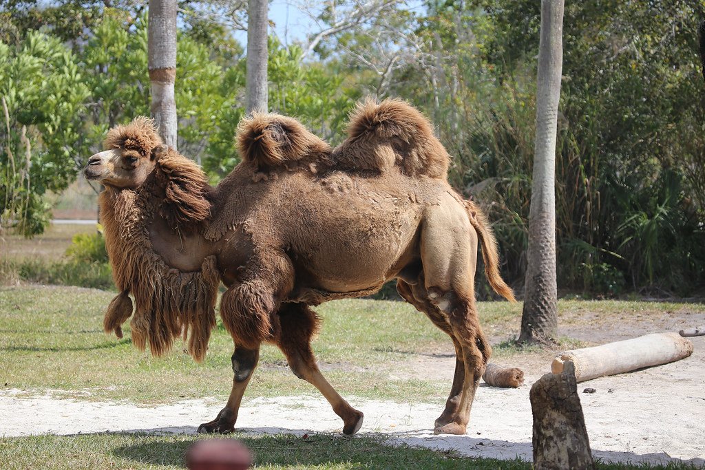 Bactrian Camels: The Ultimate Adventure Companions (image credits: flickr)
