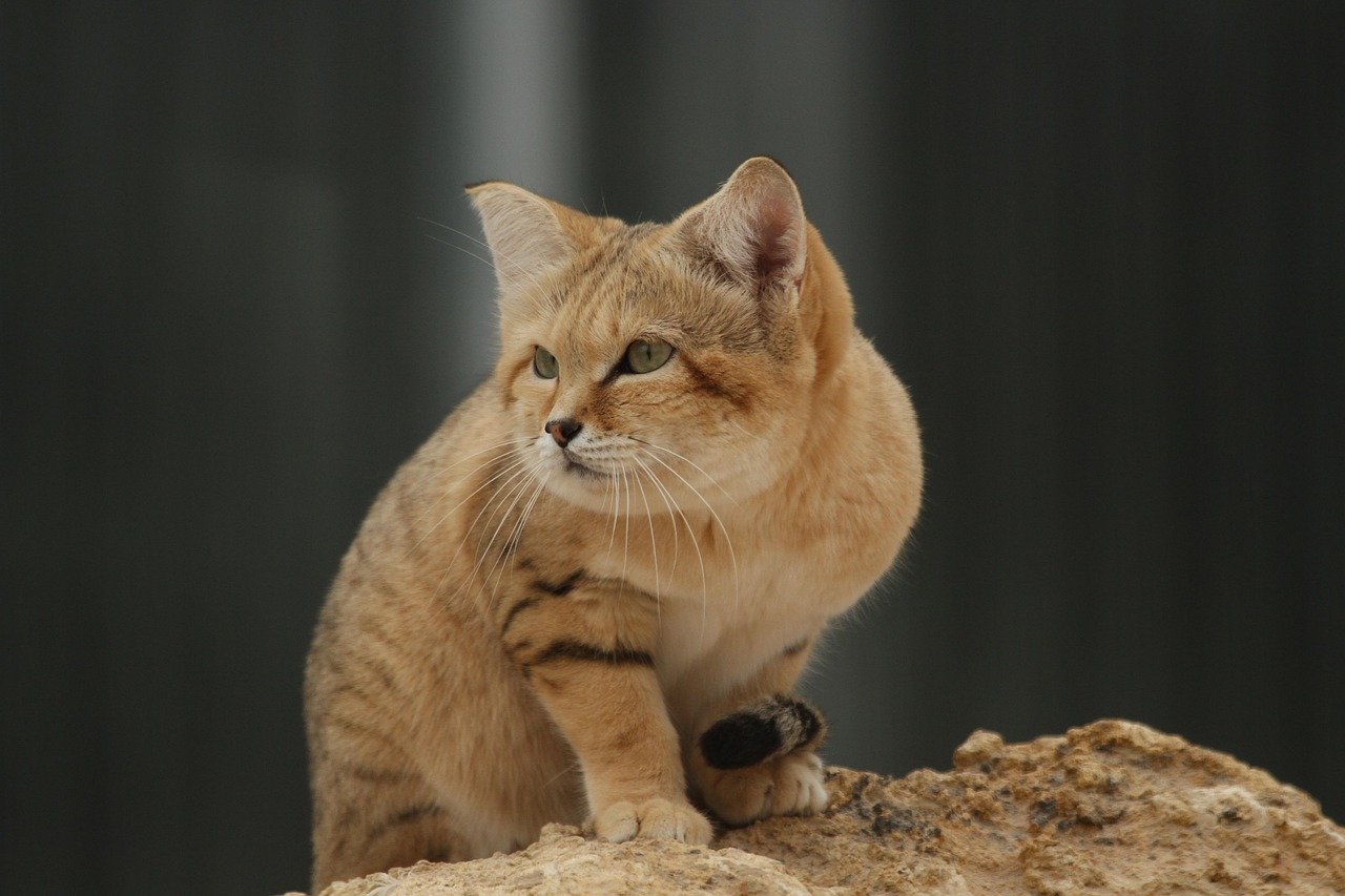 Sand Cats: The Fearless Desert Explorers (image credits: pixabay)