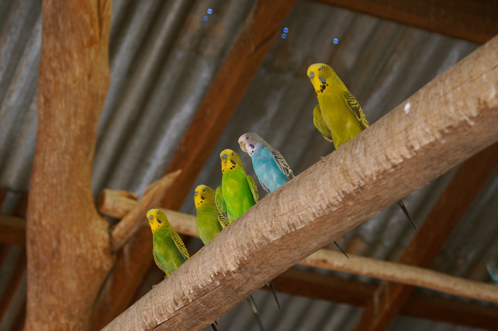 Budgerigars: The Social Nomads (image credits: wikimedia)