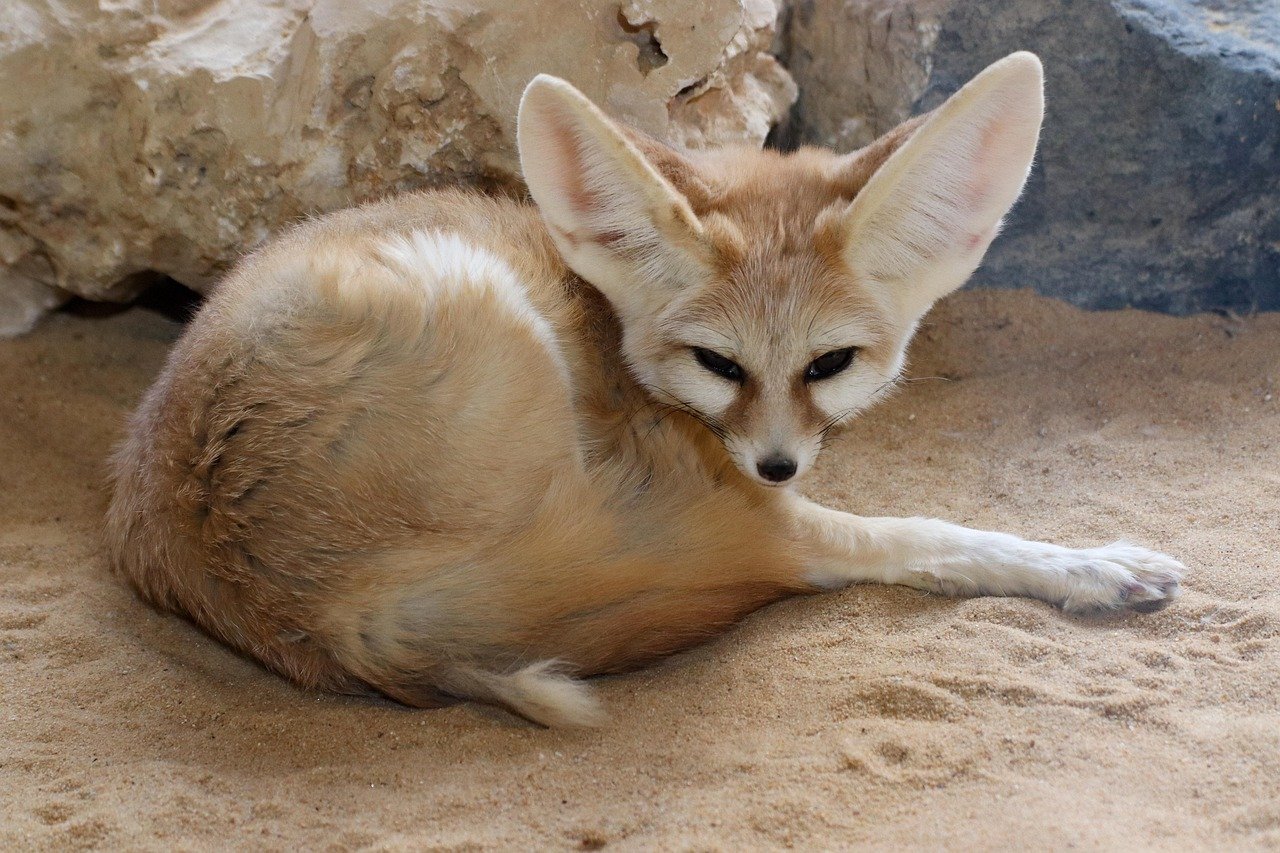 Fennec Foxes: The Optimistic Opportunists (image credits: pixabay)
