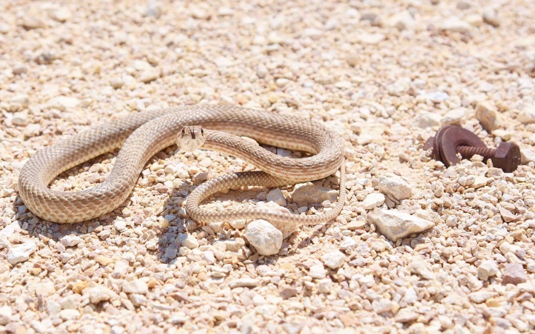 Conclusion: Finding Your Desert Spirit Animal (image credits: unsplash)