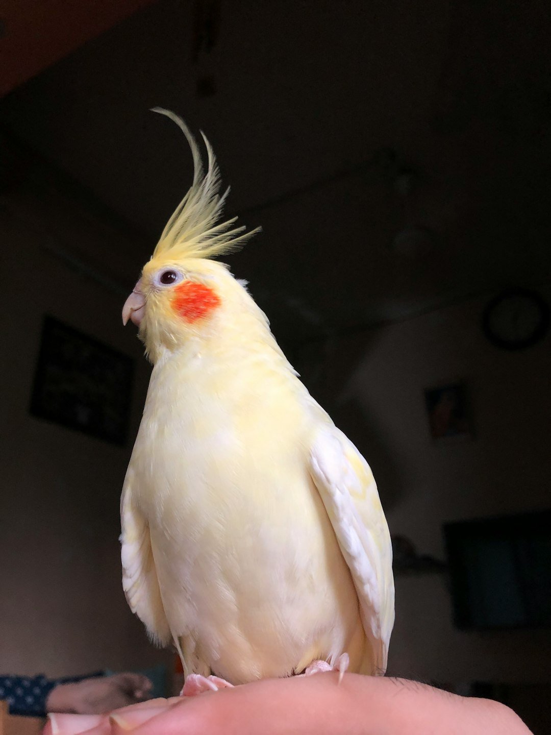 Birds, Beats, and Species-Specific Music (image credits: unsplash)