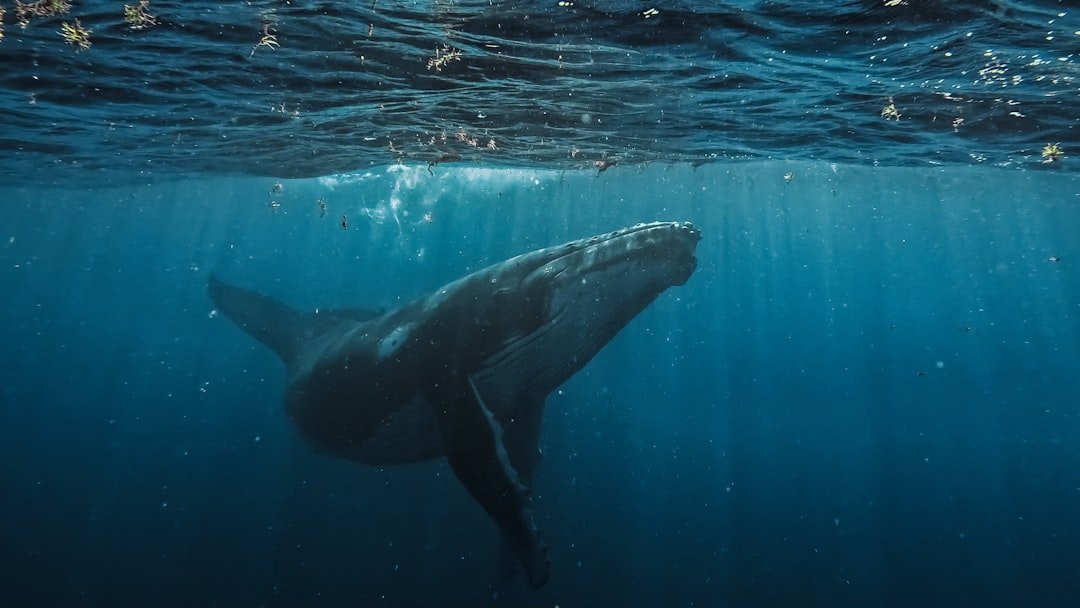 Underwater Epics: Whales and the Orchestral Parallel (image credits: unsplash)