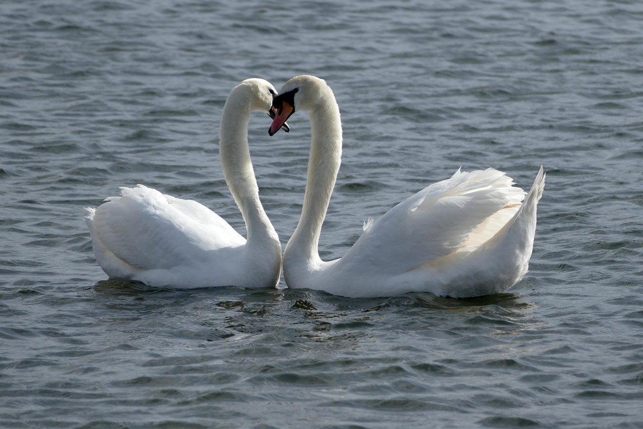 The Elegant Swan: Beauty Meets Balanced Partnerships (image credits: pixabay)