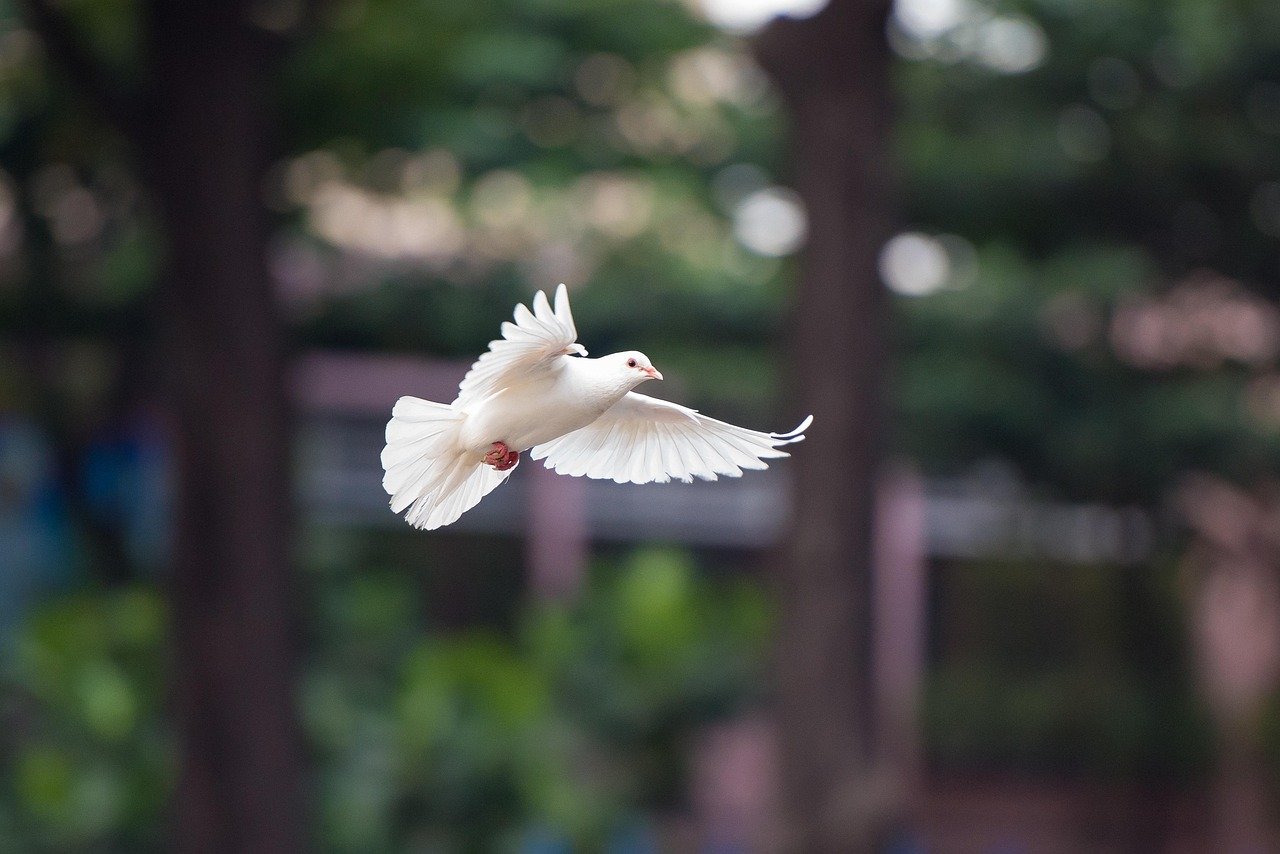 The Peaceful Dove: Diplomatic Messenger of Harmony (image credits: pixabay)